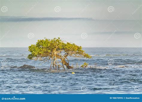Ile Isabela Galapagos