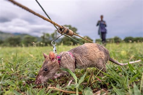 Carolina the giant rat retires as a hero after saving many lives ...