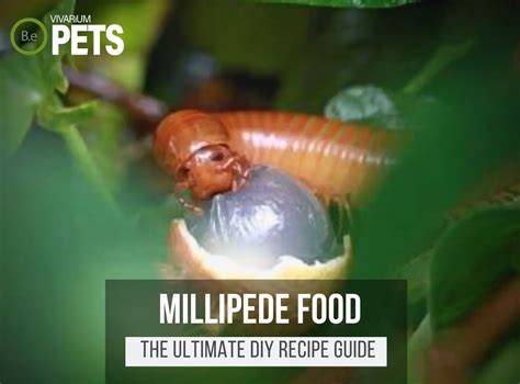 What Do Isopods Eat? + A Fun DIY Isopod Food Recipe!