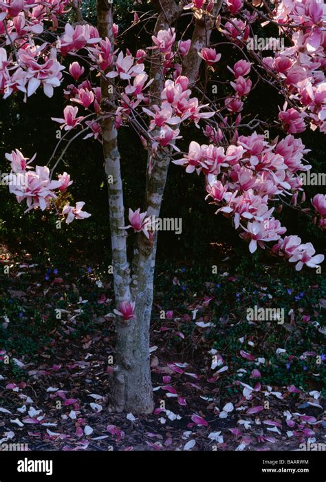 Flower Tree 的图像结果