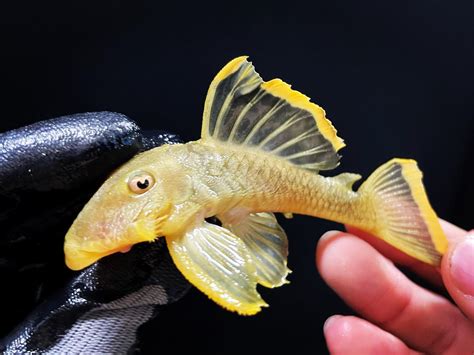 Predatory Fins Fish Store 的图像结果