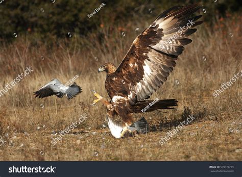 Prey Of Golden Eagle