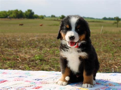 Bernese Mountain Dog Puppies For Sale In Missouri