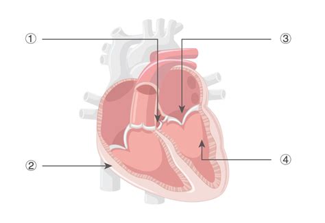 Pediatric Ultrasound, We Care! - Mindray India