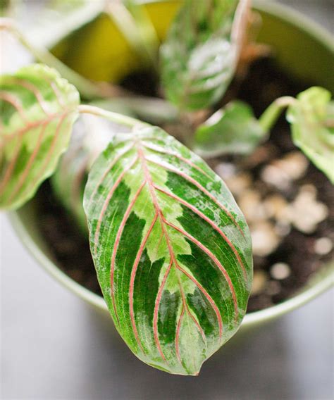 How to propagate a prayer plant: a step-by-step guide | Homes and Gardens