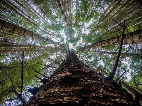 Image result for GoPro Retro Filter