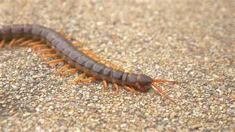 Are Centipedes Dangerous? Tips for Edmond OK Homeowners | Summit Pest ...