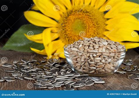 Sunflower Seeds stock image. Image of food, gould, shelled - 42827063