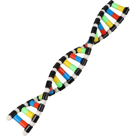 Buy TEHAUX Models Double Helix Model, Model Kit, Double Helix Science ...