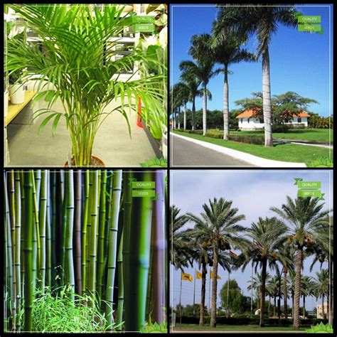 Creative Farmer Seeds Combo Tree Seeds : Areca Palm, Oreodoxa Regia ...