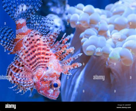 Dwarf Lionfish, Steinhart Aquarium, California Academy of Sciences, San ...