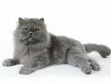 gatti persiani costo persiano razze feline gatti persiani costo persiano razze feline