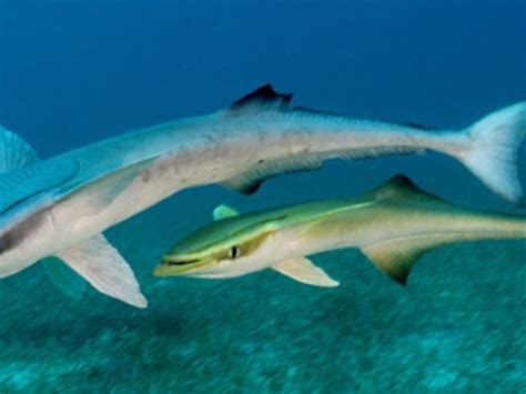 Remora Fish And Great White Shark