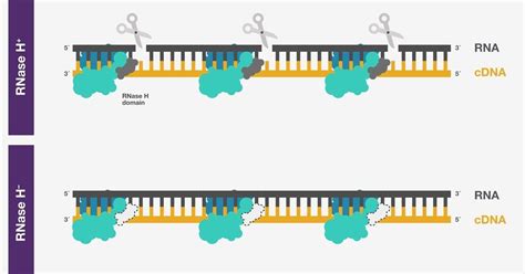 Image result for Reverse transcriptase function