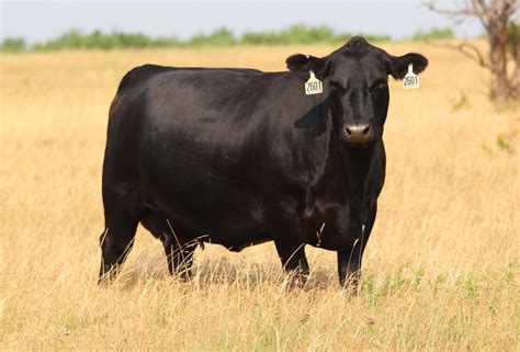 What Are Black Angus Cattle Used For at Lea Warren blog