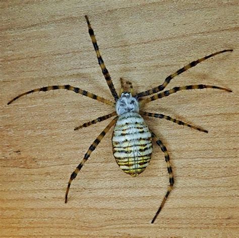 Argiope trifasciata (Banded Garden Spider) – 10,000 Things of the ...