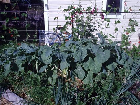 Kale In Spanish Argentina at Stefanie Norton blog