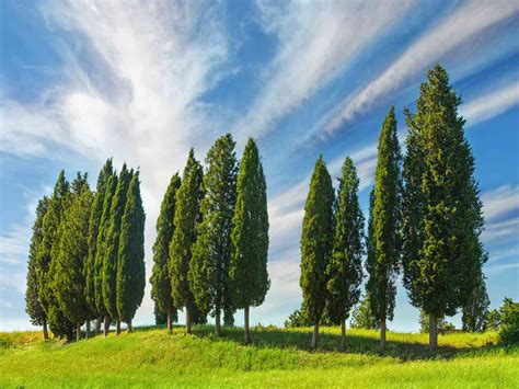 7 Trees You Should Never Plant for Privacy