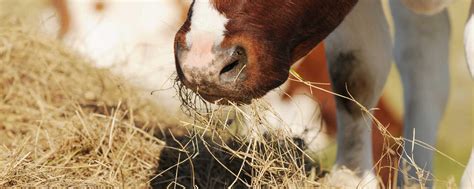 Plötzlich Landwirt: Von der Großstadt auf den Bauernhof | agrarheute.com