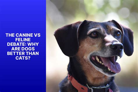 Are Dogs Better Than Cats? The Great Debate Settled