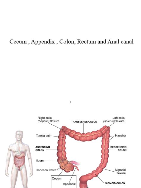 Image result for Appendix Structure