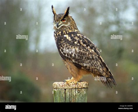 European Eagle Owl (Bubo Bubo) aka Eurasian Eagle Owl Stock Photo - Alamy