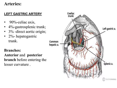 Blood supply and lymphatic drainage of stomach | PPTX