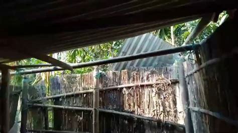 Assam: Wild elephant wreaks havoc in Lakshijhora, houses and crops ...