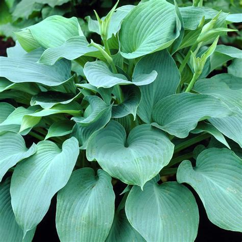 Blue Angel Hosta Seeds | Large Shade Garden Plant
