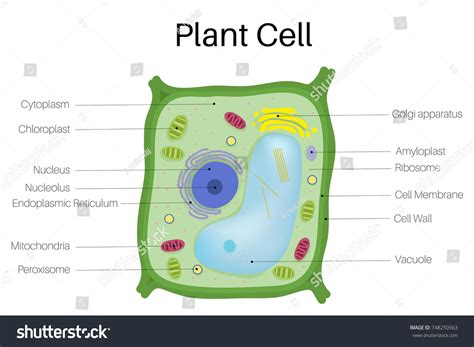 Labeled Plant Cell Diagram