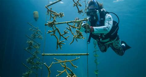 Discover and Join Sandals' Coral Gardening Efforts | SANDALS