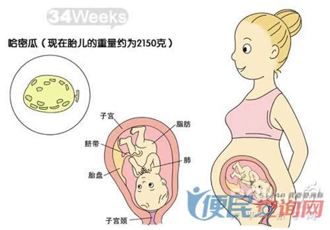 怀孕第34周准妈妈保健需知 - 怀孕第34周天胎儿发育图 - 怀孕第34周要吃什么 - 怀孕第34周注意什么 - 怀孕第34周介绍