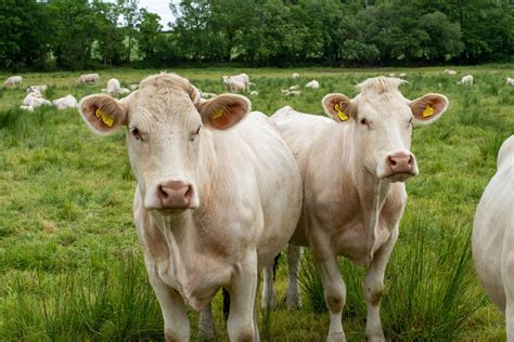 Charolais Cattle: Essential Facts and Breed Information