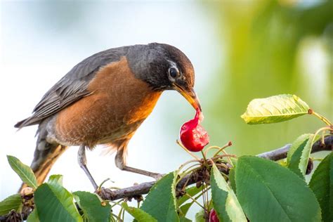 What Can I Feed My Robins at Darcy Ryan blog