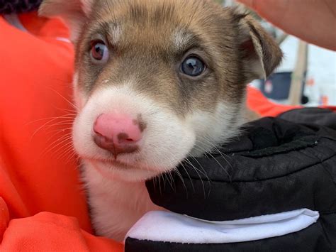 LAFORCE EXPEDITION (2026) All You Need to Know BEFORE You Go (with ...