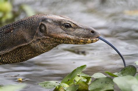 Image result for Dogs vs Monitor Lizard
