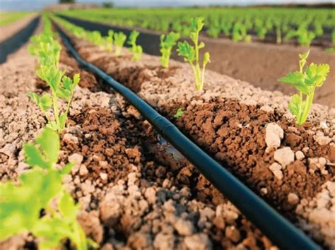 【Science 等】当灌溉效率增加时，用水也随之增加 | 土壤与农业可持续发展国家重点实验室