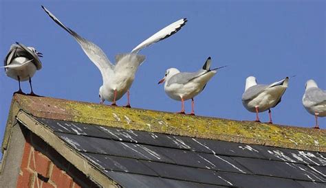 Image result for Identifying Bird Poop