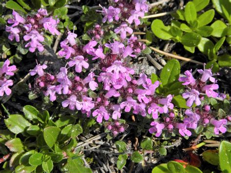 100 MOTHER OF THYME aka Lemon Broadleaved Large Thyme Thymus Pulegioid ...