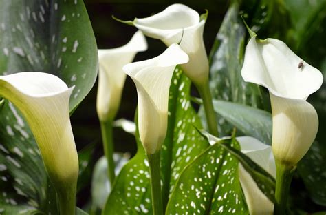 Calla Lily Flowers: Planting, Growing, and Caring for Calla Lilies