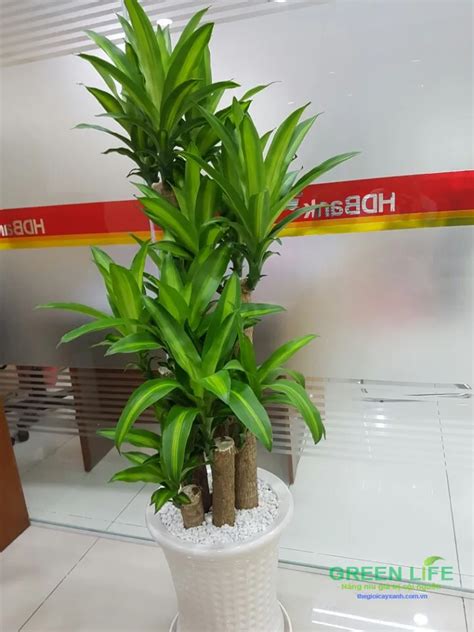 https://spacet-release.s3.ap-southeast-1.amazonaws.com/img/blog/2024-04-23/cay-phat-tai-y-nghia-gia-thanh-va-cach-bo-tri-cho-noi-that-3-6627688e4bc7afee739b7758.webp