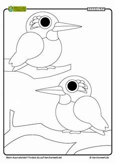 vogel malvorlagen quiz malvorlage eisvogel vogel malvorlagen quiz malvorlage eisvogel