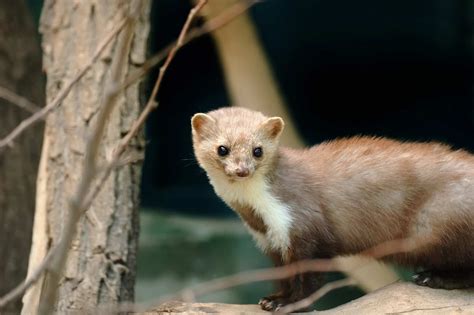 Image result for Stoat Predators