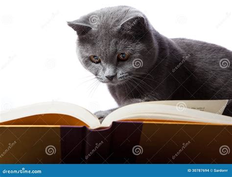Cat reading a book stock photo. Image of information - 30787694