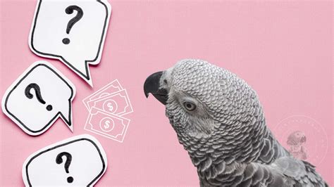 African Grey Parrot Price Guide: Your Complete Ownership Cost