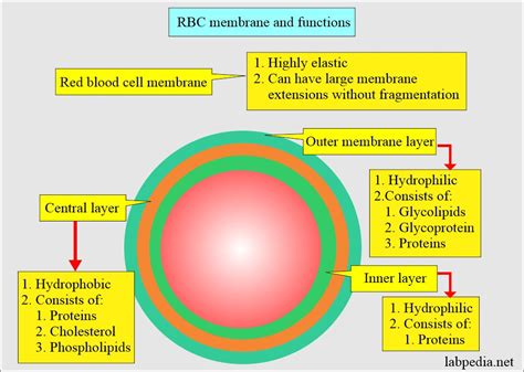 Image result for Blood Cells Structure and Function
