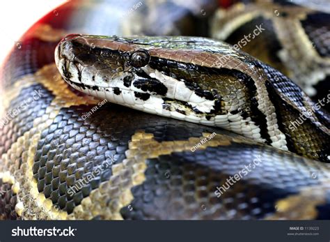 Image result for Burmese Python Head