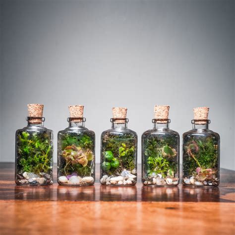 Micro Terrariums – bytheleaf