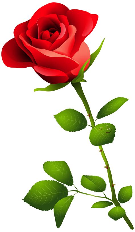 Red Rose with Stem PNG Clipart Image | Gallery Yopriceville - High ...