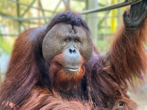 ape - duvarkapla.com